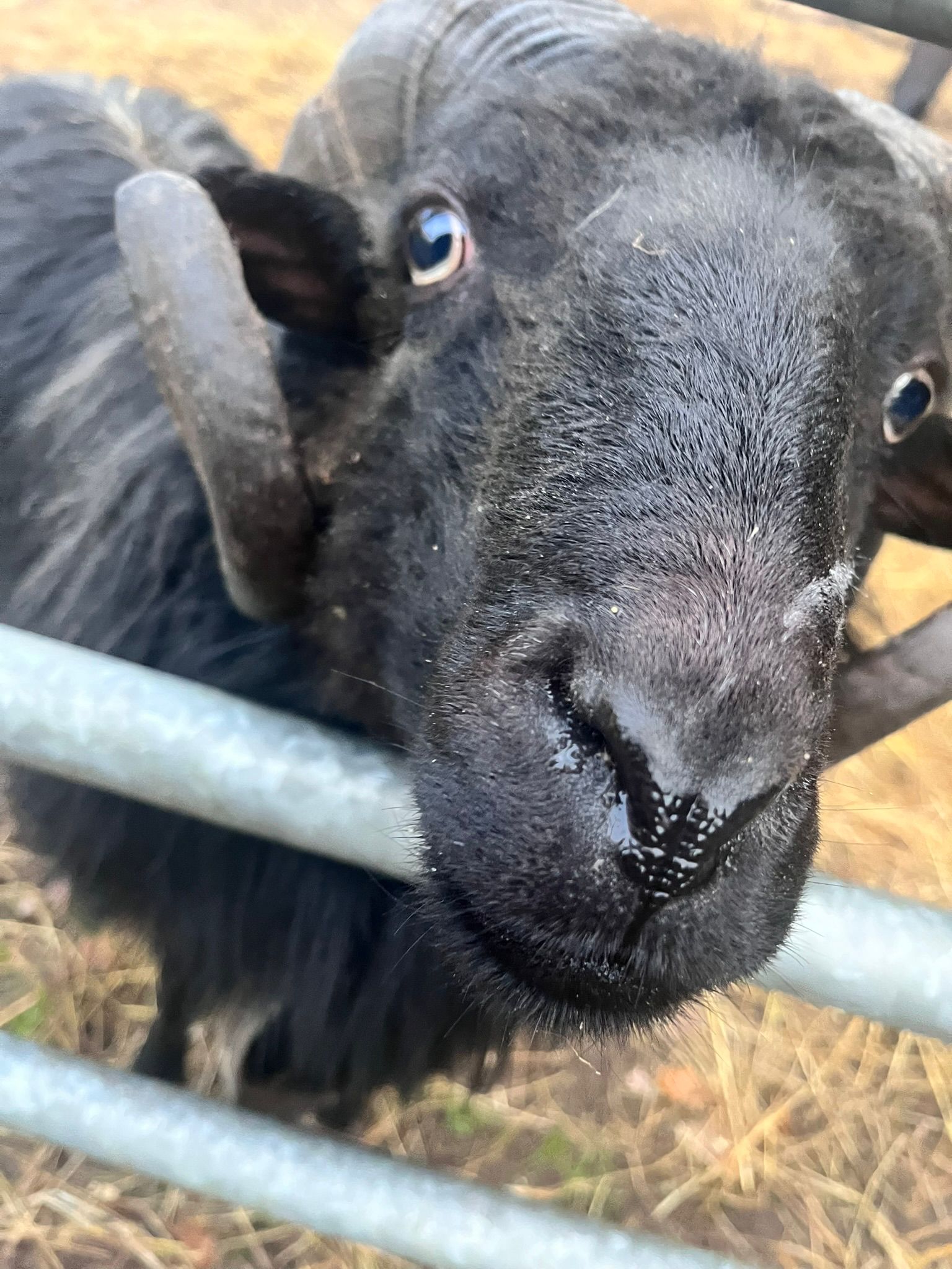 Stable buildings suitable for animals on a Mouleydier property